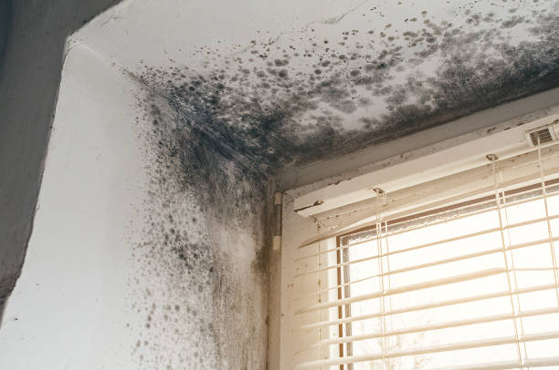 Trusted Commercial Mold Remediation service in Newton Upper Falls, MA - Cheap Mold Removal